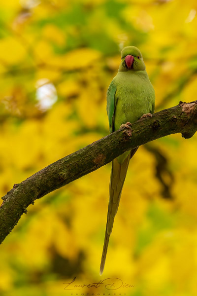 Perruche à collier (Psittacula krameri) Rose-ringed Parakeet.